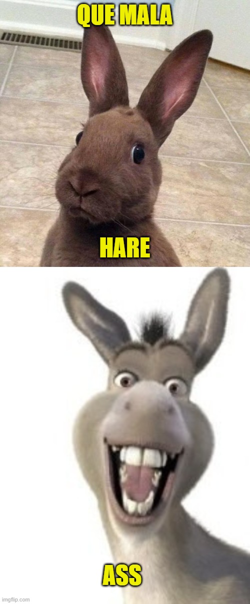 QUE MALA HARE ASS | image tagged in really rabbit,burro 2222 | made w/ Imgflip meme maker