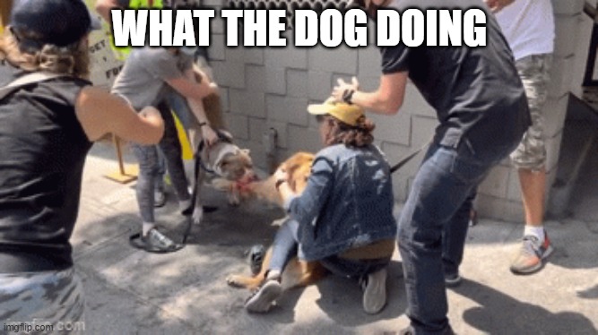 WHAT THE DOG DOING | made w/ Imgflip meme maker