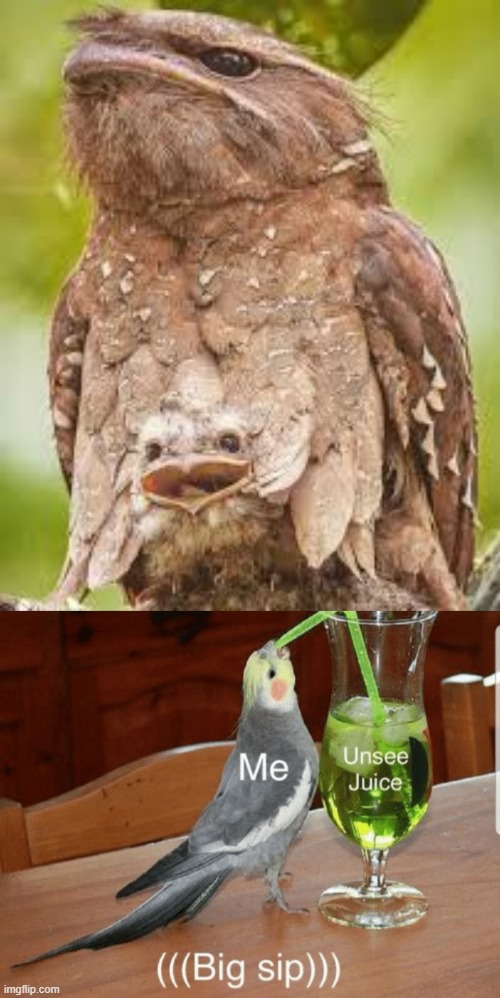 That bird is a Tawny Frog Mouth, btw | image tagged in unsee juice | made w/ Imgflip meme maker