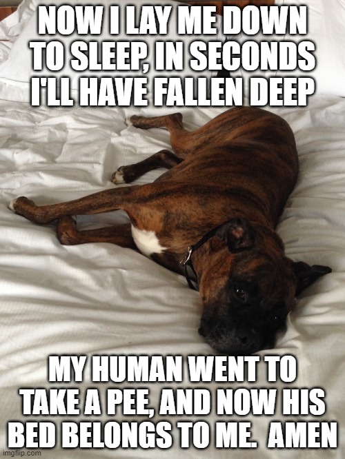 Dog | NOW I LAY ME DOWN TO SLEEP, IN SECONDS I'LL HAVE FALLEN DEEP; MY HUMAN WENT TO TAKE A PEE, AND NOW HIS BED BELONGS TO ME.  AMEN | image tagged in funny | made w/ Imgflip meme maker