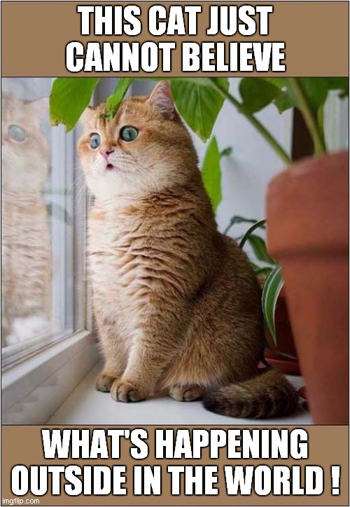 A Worried Looking Cat ! - Imgflip