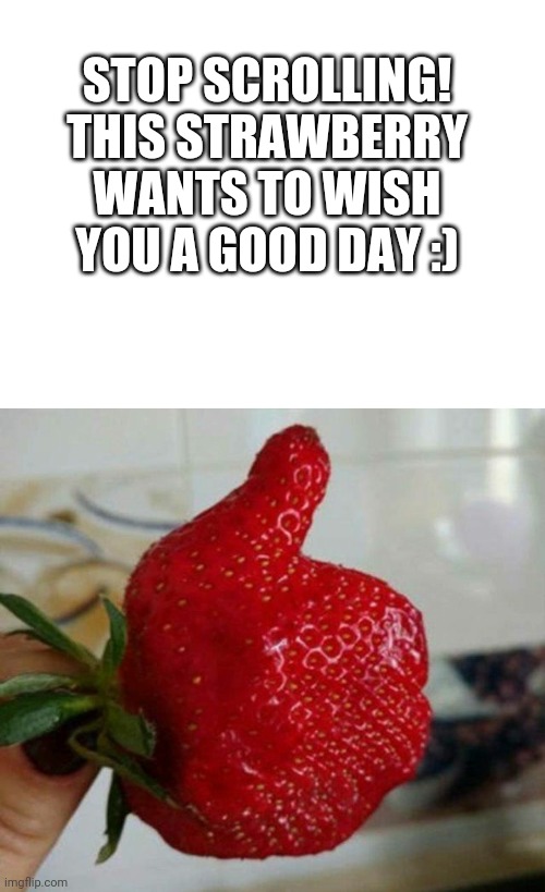 Everything will be alright:> |  STOP SCROLLING! THIS STRAWBERRY WANTS TO WISH YOU A GOOD DAY :) | image tagged in blank white template,memes | made w/ Imgflip meme maker