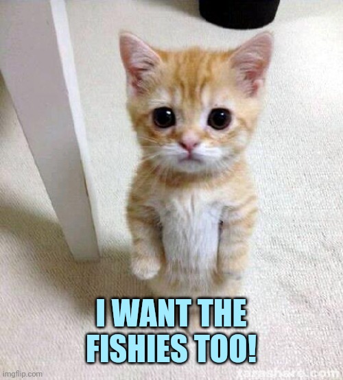 Cute Cat Meme | I WANT THE FISHIES TOO! | image tagged in memes,cute cat | made w/ Imgflip meme maker