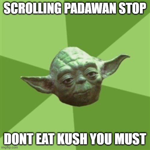 Advice Yoda Meme | SCROLLING PADAWAN STOP DONT EAT KUSH YOU MUST | image tagged in memes,advice yoda | made w/ Imgflip meme maker