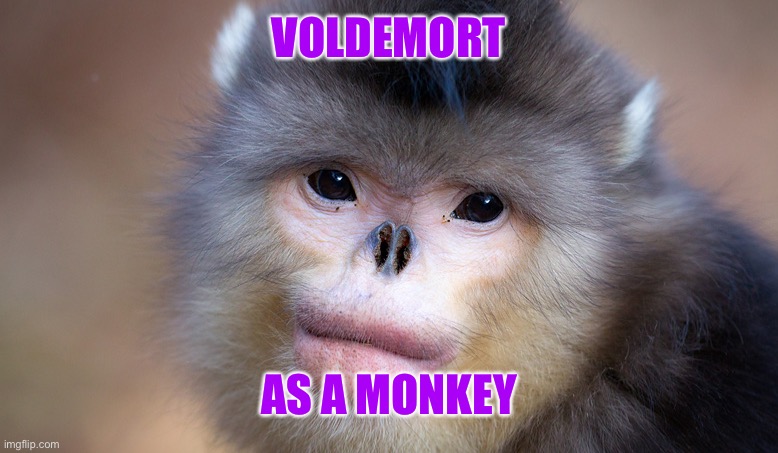 Voldemort the Monkey | VOLDEMORT; AS A MONKEY | image tagged in monkey,voldemort,humor | made w/ Imgflip meme maker