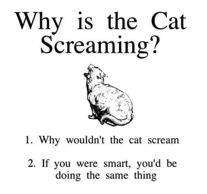 High Quality Why is the cat screaming Blank Meme Template