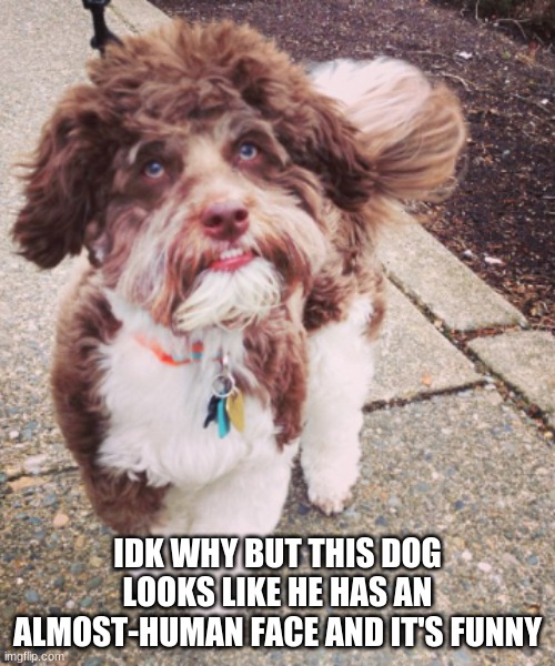IDK WHY BUT THIS DOG LOOKS LIKE HE HAS AN ALMOST-HUMAN FACE AND IT'S FUNNY | made w/ Imgflip meme maker