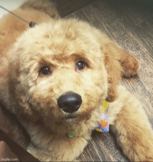 AWWWWW | made w/ Imgflip meme maker