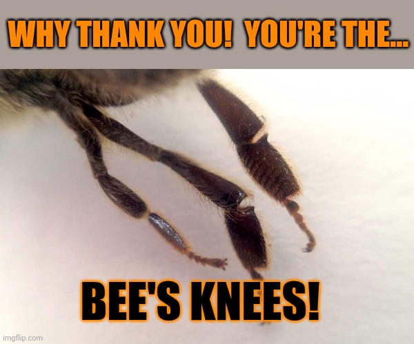 bees knees | WHY THANK YOU!  YOU'RE THE... BEE'S KNEES! | image tagged in bees knees | made w/ Imgflip meme maker