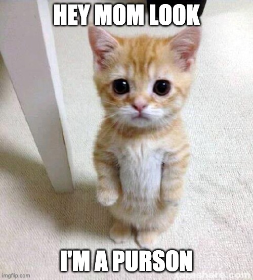 Cute Cat | HEY MOM LOOK; I'M A PURSON | image tagged in memes,cute cat | made w/ Imgflip meme maker