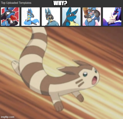 why foxy, why | WHY? | image tagged in angry furret | made w/ Imgflip meme maker