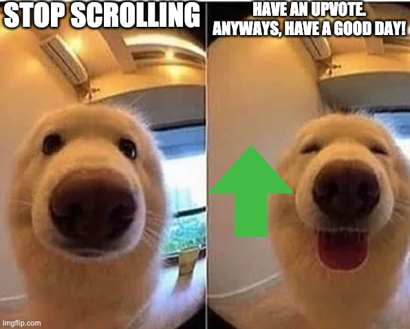 wholesome doggo |  STOP SCROLLING; HAVE AN UPVOTE. ANYWAYS, HAVE A GOOD DAY! | image tagged in wholesome doggo,memes,upvote,uh e,stop reading the tags or i will slap you hooman | made w/ Imgflip meme maker