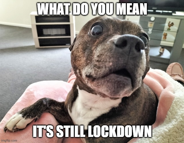 What do you mean it's still lockdown | WHAT DO YOU MEAN; IT'S STILL LOCKDOWN | image tagged in lockdown,covid-19,coronavirus meme | made w/ Imgflip meme maker