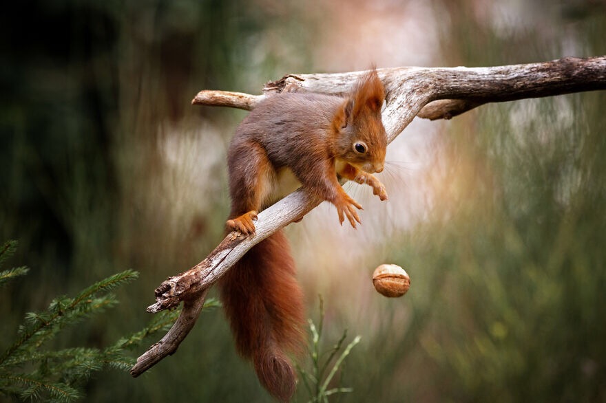 Photo Credit: Doris Dörfler-Asmus | image tagged in awesome,pics,photography | made w/ Imgflip meme maker