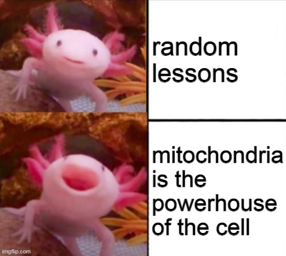 ah yes | random lessons; mitochondria is the powerhouse of the cell | image tagged in axolotl drake,mitochondria | made w/ Imgflip meme maker