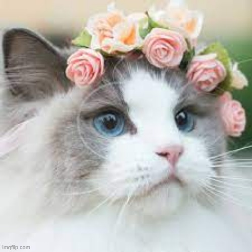 image tagged in cute cat | made w/ Imgflip meme maker