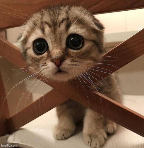 image tagged in cute cat | made w/ Imgflip meme maker