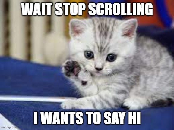 WAIT STOP SCROLLING; I WANTS TO SAY HI | image tagged in cats,cute cat,cute,good day,hello | made w/ Imgflip meme maker