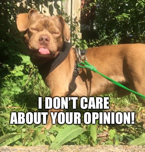 Sassy dog | I DON’T CARE ABOUT YOUR OPINION! | image tagged in dog,sassy dog | made w/ Imgflip meme maker