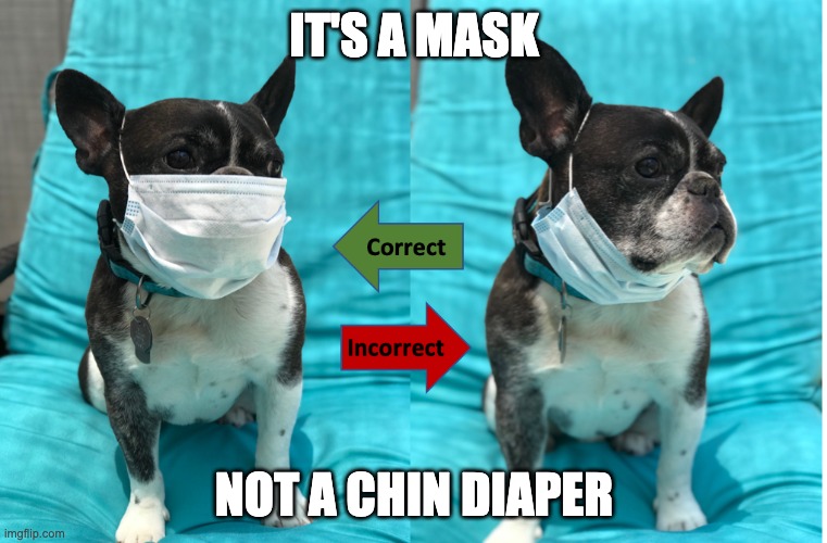 Smart Doggo Wears Mask | IT'S A MASK; NOT A CHIN DIAPER | image tagged in how to wear a mask in public | made w/ Imgflip meme maker