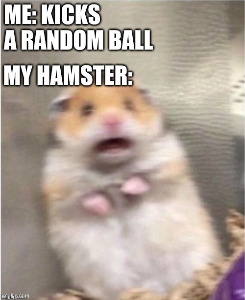 My poor hamster | ME: KICKS A RANDOM BALL; MY HAMSTER: | image tagged in scared hamster | made w/ Imgflip meme maker