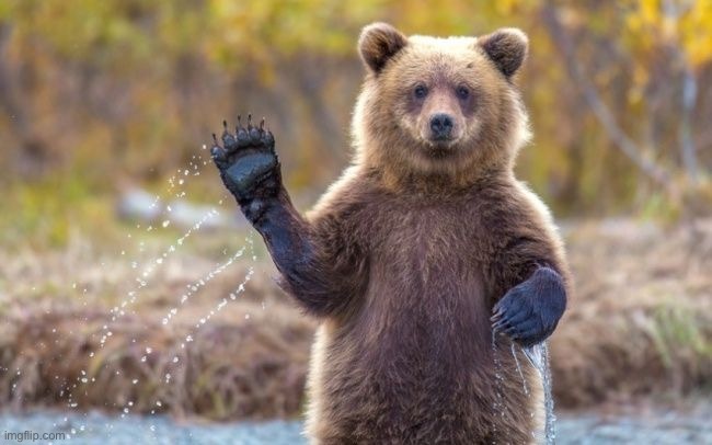 waving bear | image tagged in waving bear | made w/ Imgflip meme maker