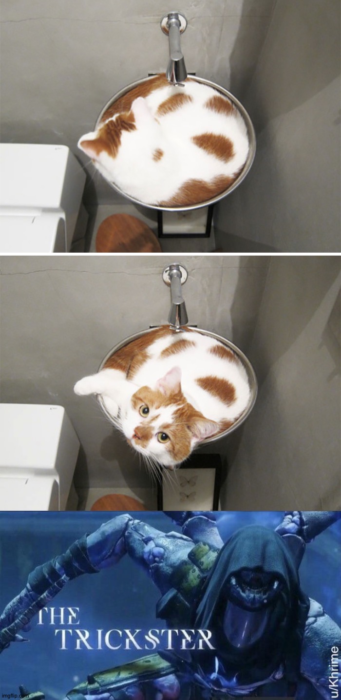 Cat looked like cappuccino | image tagged in the trickster,memes,funny,funny memes,cats,sneak 100 | made w/ Imgflip meme maker