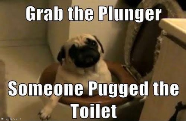 image tagged in dogs,pugs,eyeroll | made w/ Imgflip meme maker