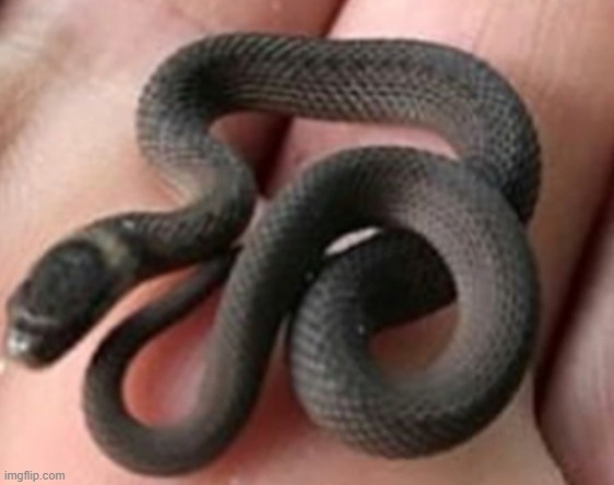 Dead Stream. spam snek | made w/ Imgflip meme maker