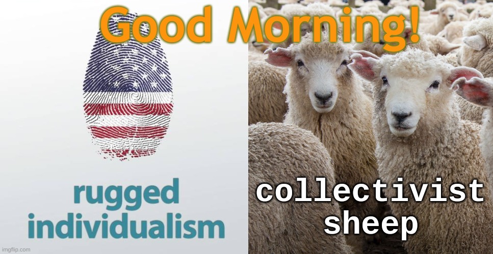 Good Morning!  Rugged Individualism - Collectivist Sheep | Good Morning! collectivist sheep | image tagged in individualism,collectivsim,society,govenment,culture,ideology | made w/ Imgflip meme maker