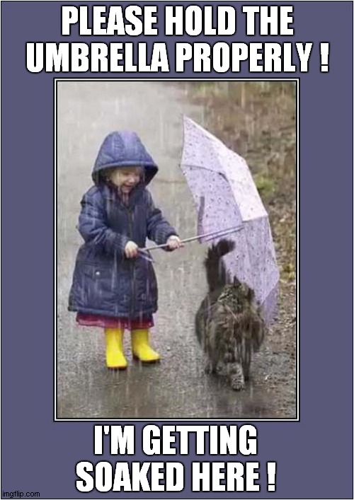 Unhappy Soggy Moggy ! | PLEASE HOLD THE UMBRELLA PROPERLY ! I'M GETTING SOAKED HERE ! | image tagged in cats,rain,umbrella,soaked | made w/ Imgflip meme maker
