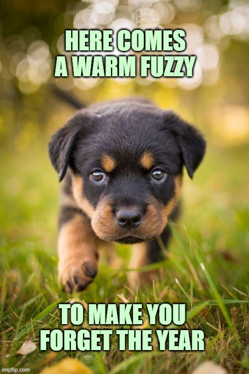 Just what you need to help reset your inner clock to peacetime | HERE COMES
A WARM FUZZY; TO MAKE YOU FORGET THE YEAR | image tagged in dogs,puppy,cute animals,cuddle,peace | made w/ Imgflip meme maker