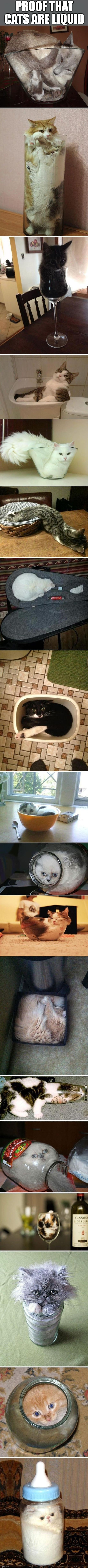  PROOF THAT CATS ARE LIQUID | image tagged in cats | made w/ Imgflip meme maker