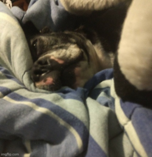 My dog and whatever is happening with her nose | made w/ Imgflip meme maker
