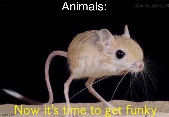 Time To Get Funky | Animals: | image tagged in time to get funky | made w/ Imgflip meme maker