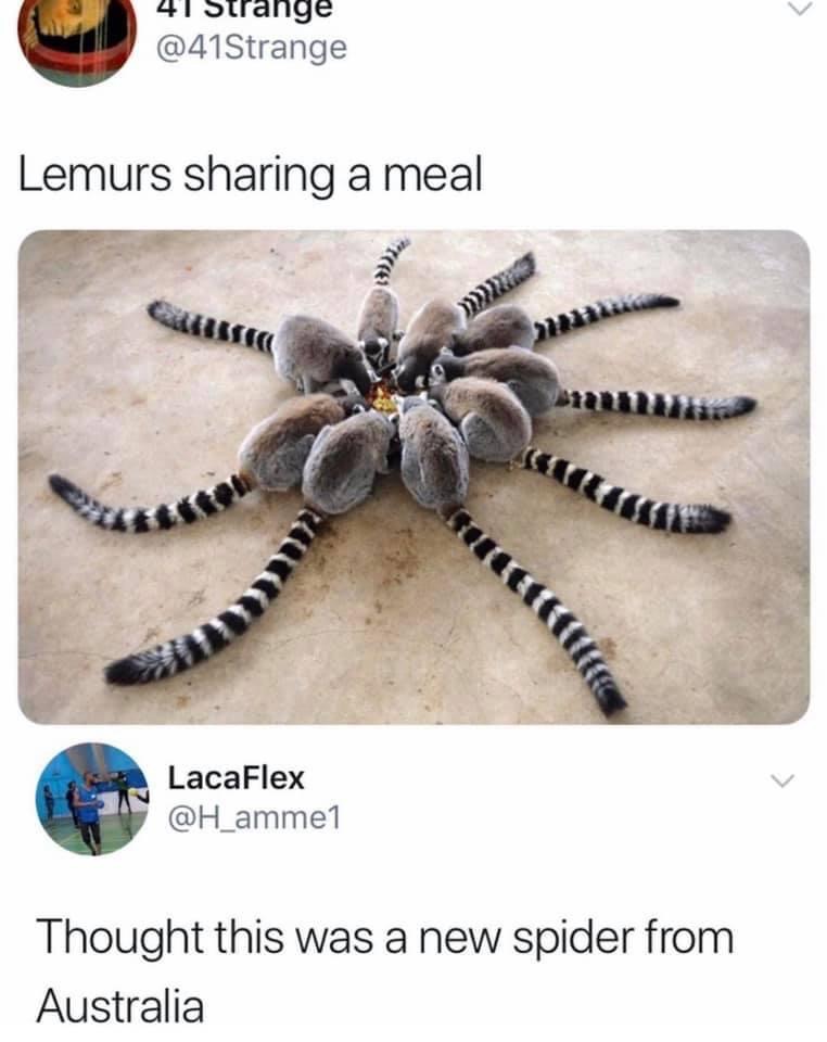 High Quality Lemurs sharing a meal Blank Meme Template