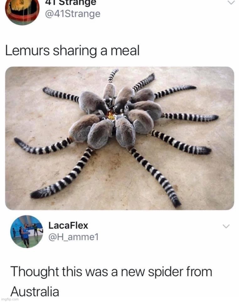 Lemurs sharing a meal | image tagged in lemurs sharing a meal,repost,spider,lemur,lemurs,meanwhile in australia | made w/ Imgflip meme maker