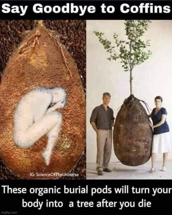 no | image tagged in organic burial pods,dead,deaded,repost,tree,dark humor | made w/ Imgflip meme maker