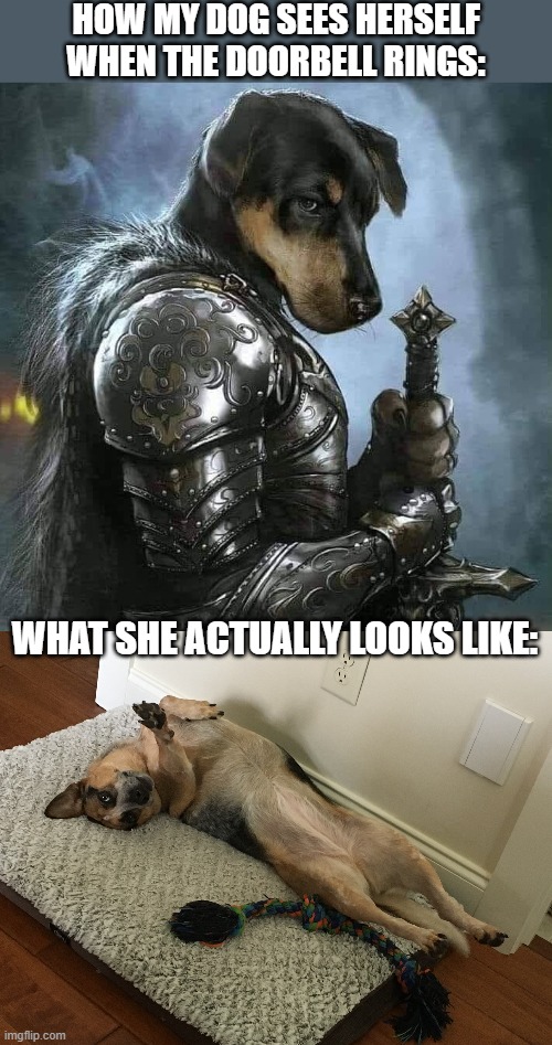 my dog thinks she's scary | HOW MY DOG SEES HERSELF WHEN THE DOORBELL RINGS:; WHAT SHE ACTUALLY LOOKS LIKE: | image tagged in dog,funny | made w/ Imgflip meme maker