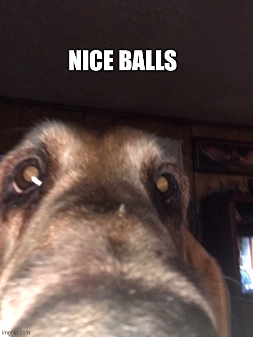 Balls | NICE BALLS | image tagged in funny dog memes | made w/ Imgflip meme maker