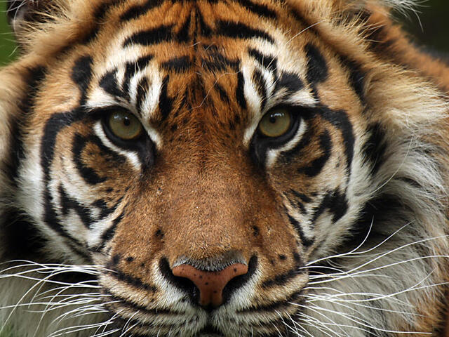 Sumatran Tiger - Regulatory Blank Meme Template