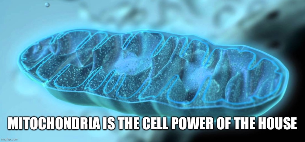 Minecraft logic be like: | MITOCHONDRIA IS THE CELL POWER OF THE HOUSE | image tagged in mitochondria,minecraft | made w/ Imgflip meme maker