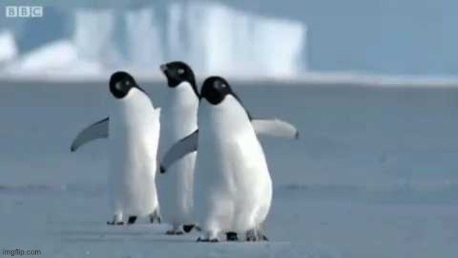 Penguins | image tagged in penguins | made w/ Imgflip meme maker