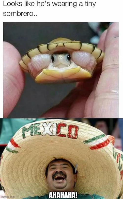 AHAHAHA! | image tagged in mexican word of the day,funny,funny memes,memes,mexican,turtle | made w/ Imgflip meme maker