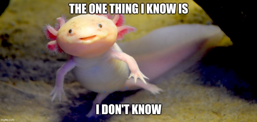 An axolotl |  THE ONE THING I KNOW IS; I DON'T KNOW | image tagged in axolotl,funny | made w/ Imgflip meme maker