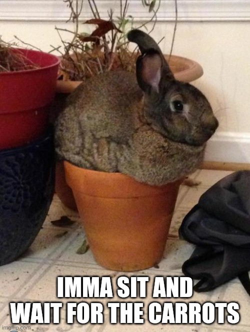 WAIT FOR THEM TO GROW | IMMA SIT AND WAIT FOR THE CARROTS | image tagged in bunnies,rabbit,bunny | made w/ Imgflip meme maker
