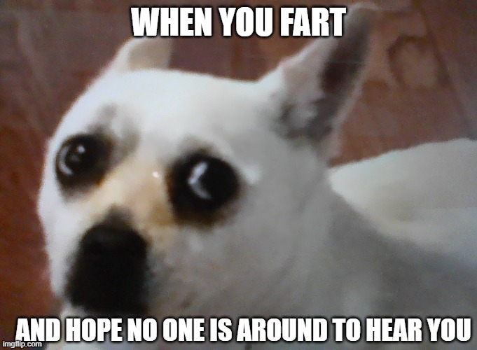 when you fart and hope no one is around to hear you | WHEN YOU FART; AND HOPE NO ONE IS AROUND TO HEAR YOU | image tagged in funny dog memes | made w/ Imgflip meme maker