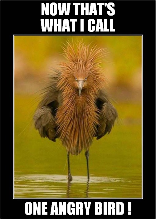 Be Afraid ... Very Afraid ! | NOW THAT'S WHAT I CALL; ONE ANGRY BIRD ! | image tagged in birds,be afraid,angry birds | made w/ Imgflip meme maker