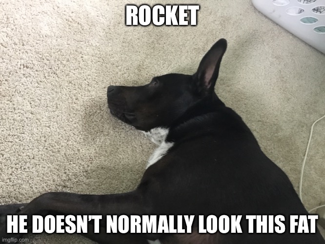 ROCKET HE DOESN’T NORMALLY LOOK THIS FAT | made w/ Imgflip meme maker