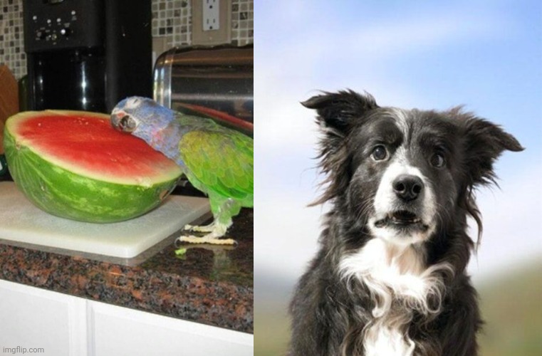image tagged in parrot melon,surprised border collie | made w/ Imgflip meme maker